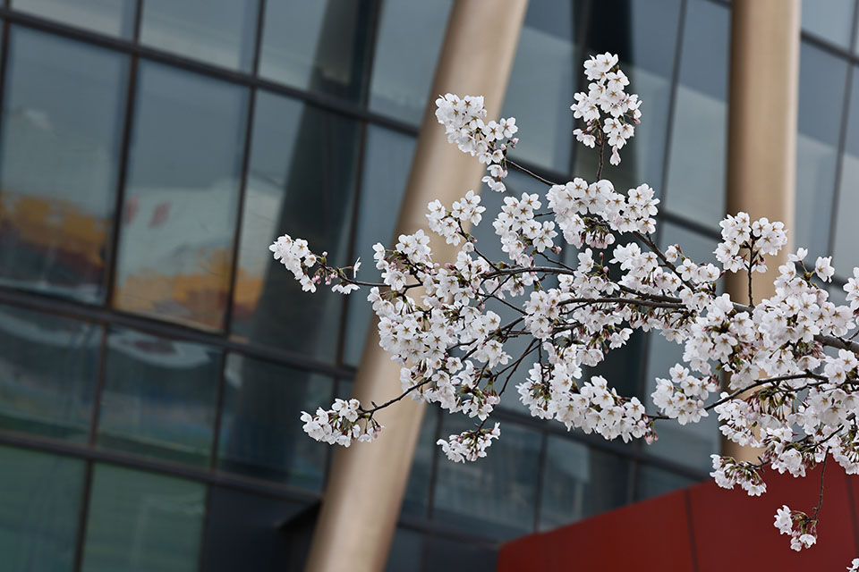 春满校园，花启新程｜赴一场繁花之约，圆一段青春梦想